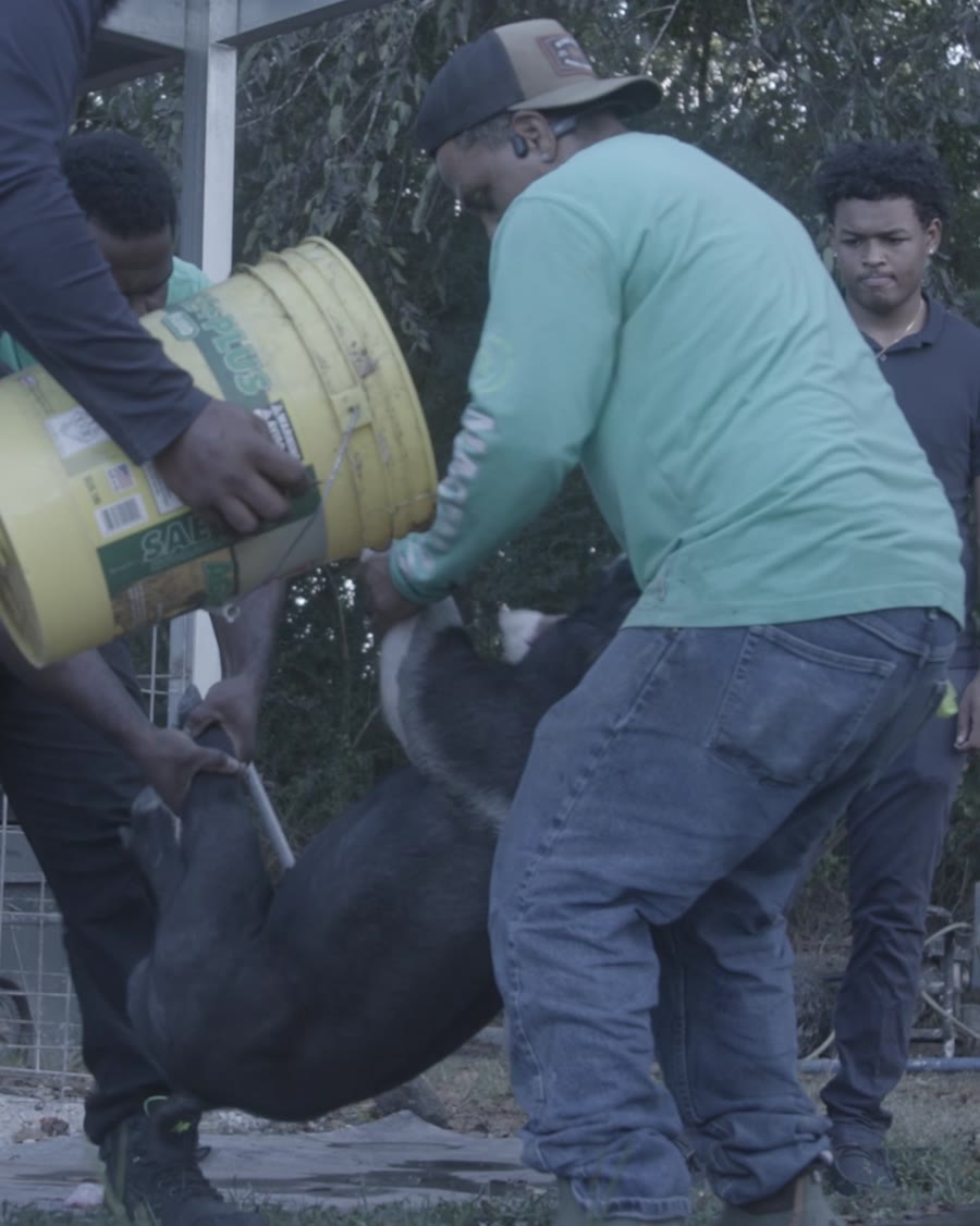 Working the hog with water