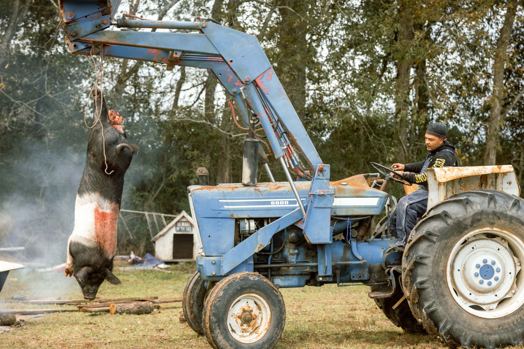 Raising the hog with the tractor